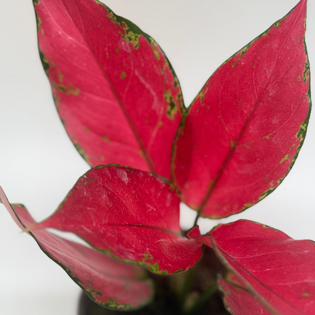 aglaonema red anjamani Chinese Evergreen 'Ruby Garuda'