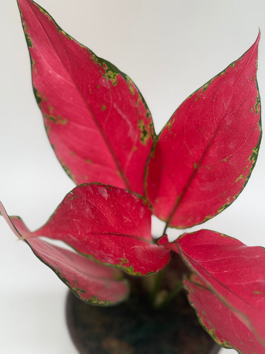 aglaonema red ruby Chinese Evergreen 'Ruby Garuda'
