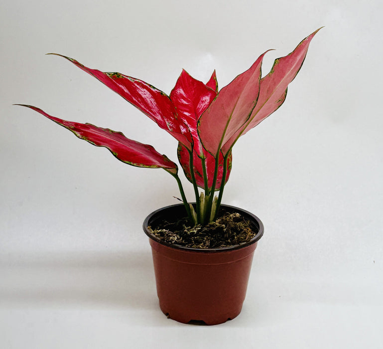 Chinese Evergreen 'Ruby Garuda'