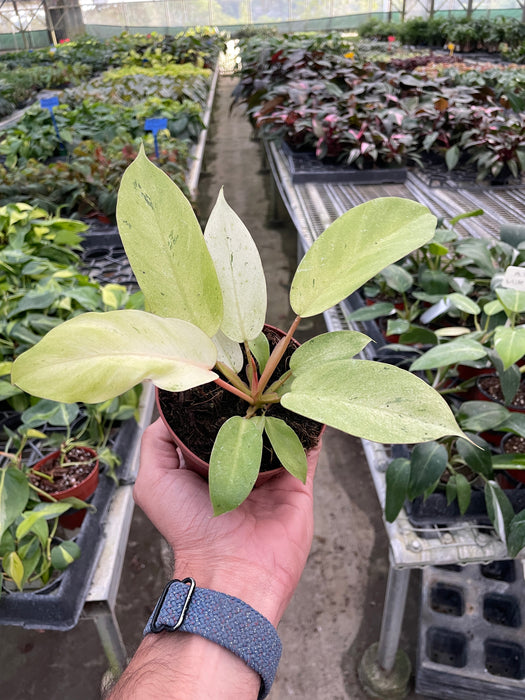 philodendron intratuin Philodendron 'Billietiae' | Indoor Plant | Tropical Plant