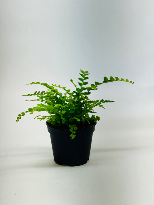 Lemon Button Fern