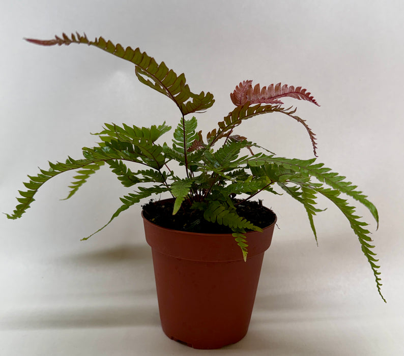 Fern 'Tricolor Pteris'