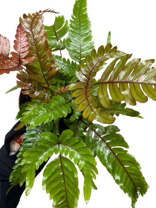 Fern 'Tricolor Pteris'