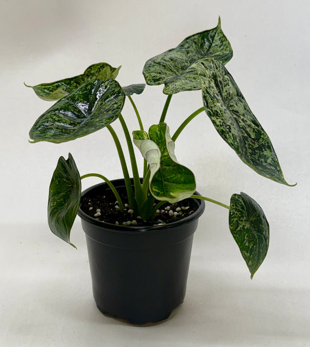 indoor plant scale Alocasia 'Dragon Scale Mint' | Indoor Plant | Tropical Plant