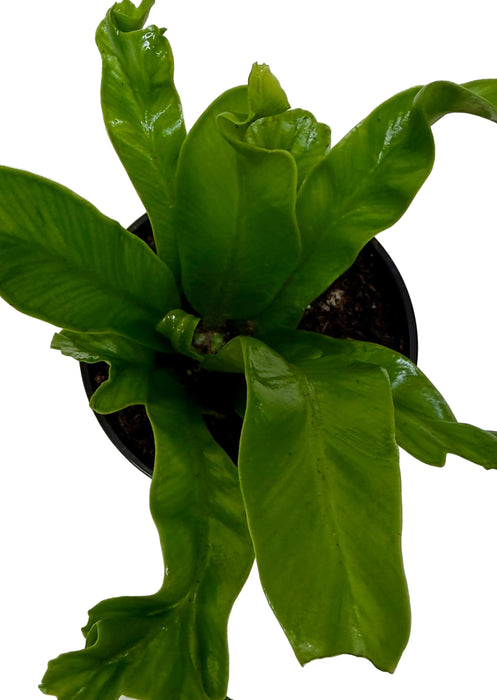 Bird's Nest 'Leslie' Fern