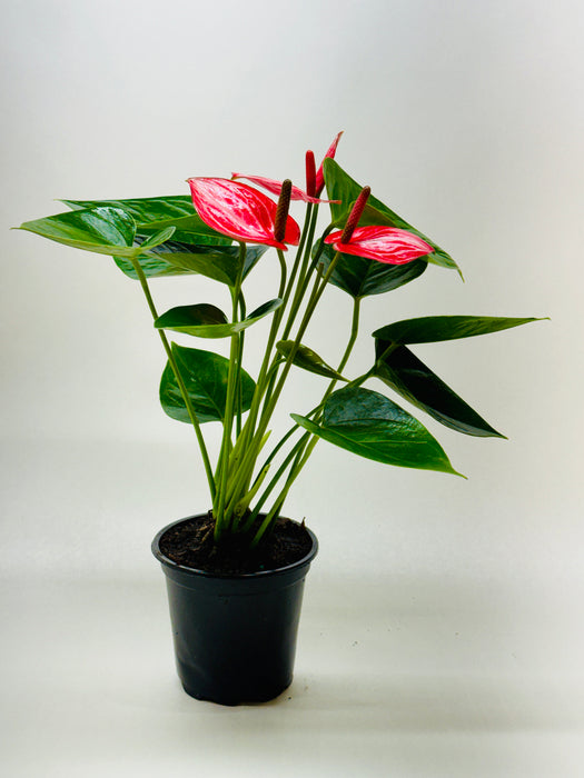 Anthurium 'Livium'