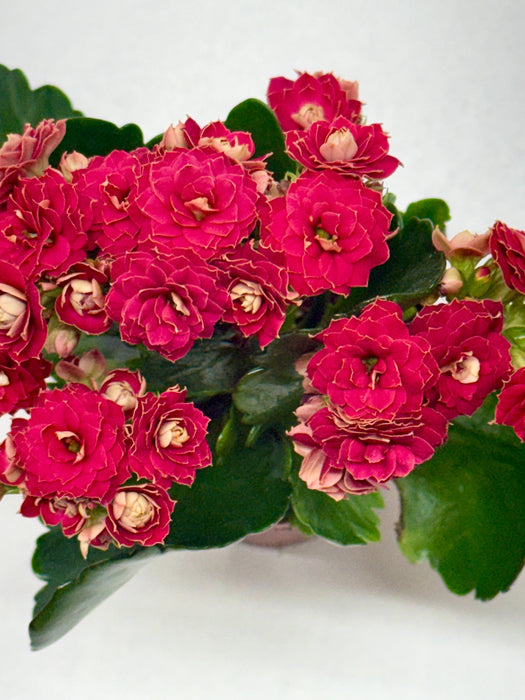 indoor flowering plant kalanchoe Kalanchoe | Indoor Plant | Tropical Plant | Potted Plant