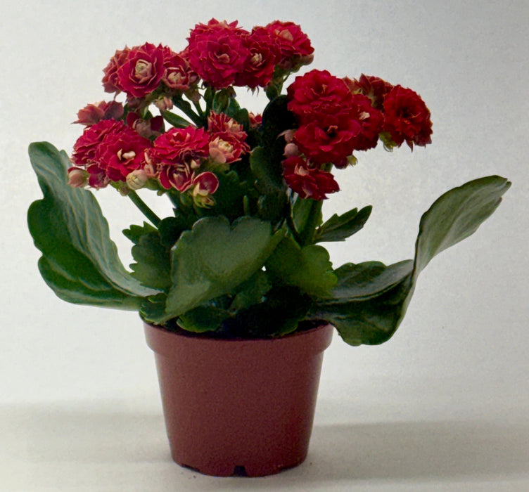 is kalanchoe indoor or outdoor plant Kalanchoe | Indoor Plant | Tropical Plant | Potted Plant