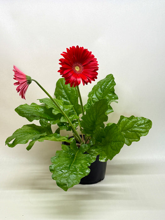 'Gerbera' Daisy