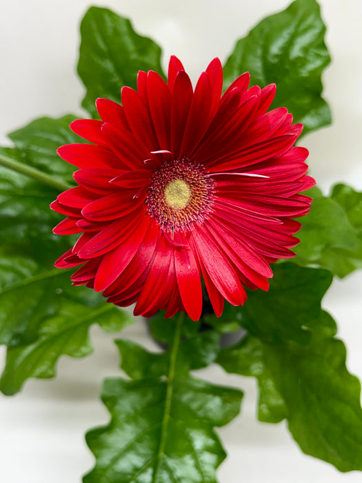 'Gerbera' Daisy