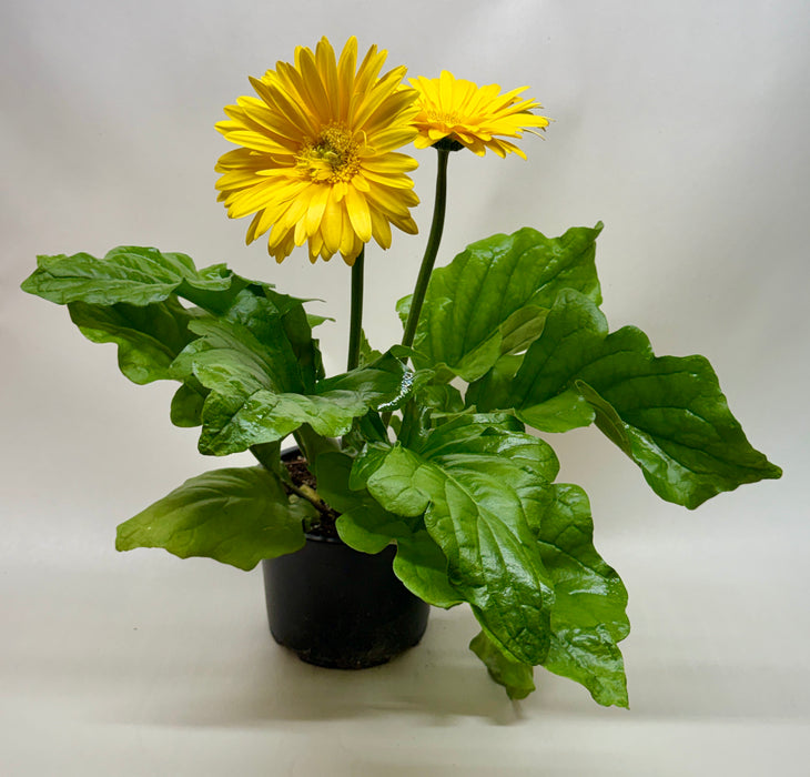 'Gerbera' Daisy