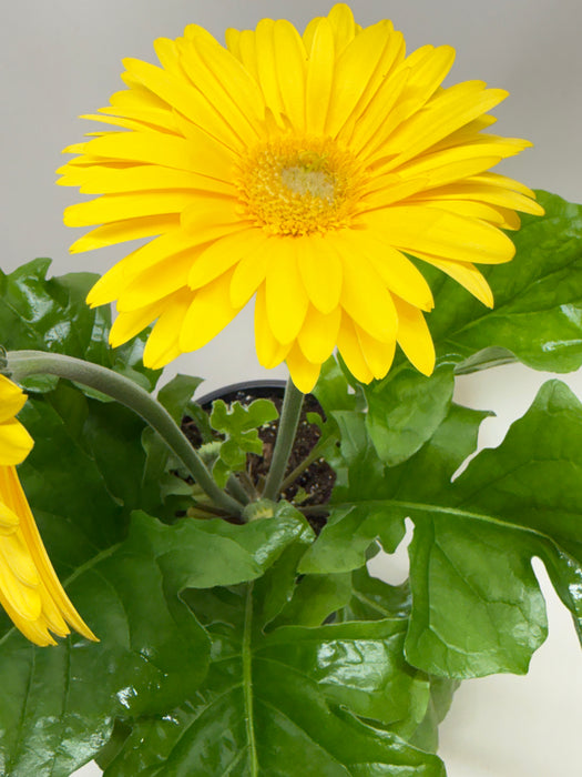 'Gerbera' Daisy