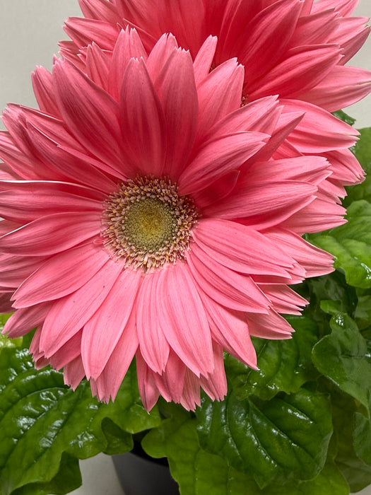 'Gerbera' Daisy