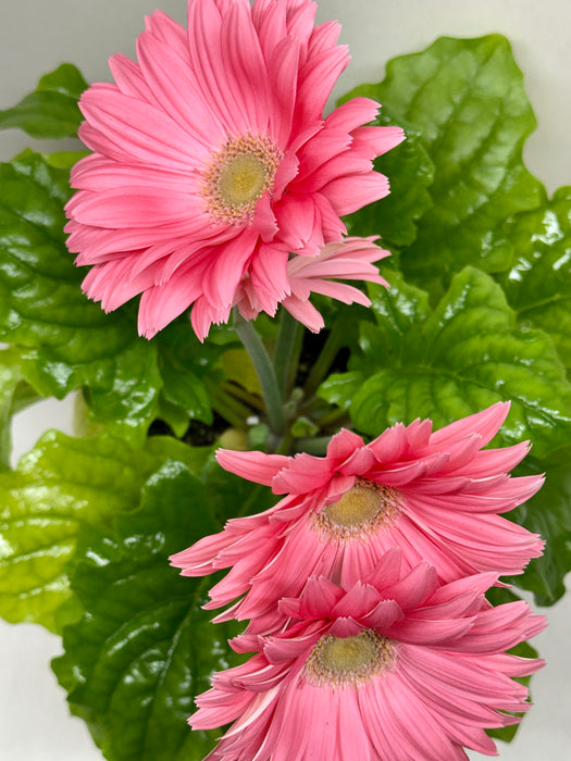'Gerbera' Daisy
