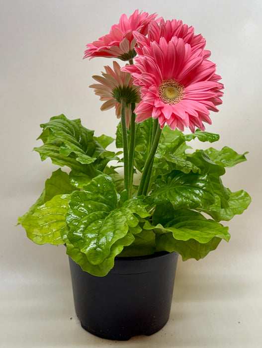 'Gerbera' Daisy