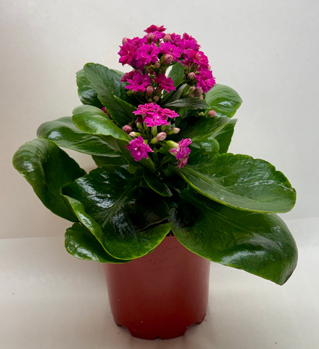 house plant with small pink flowers Kalanchoe | Indoor Plant | Tropical Plant | Potted Plant