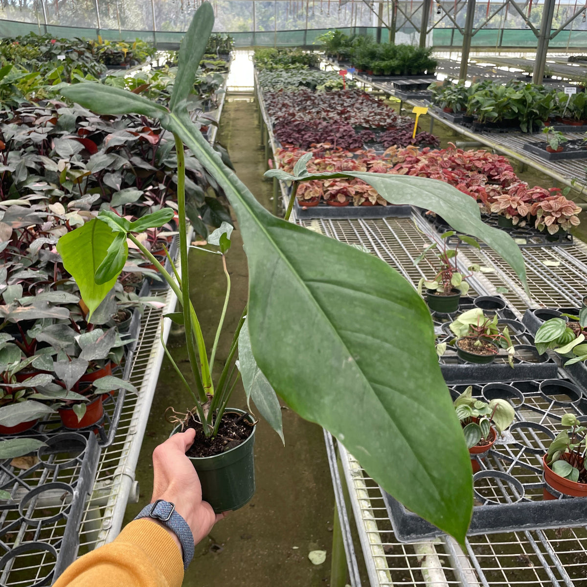 philodendron juane Philodendron 'Florida Bronze' | Indoor Plant | Tropical Plant