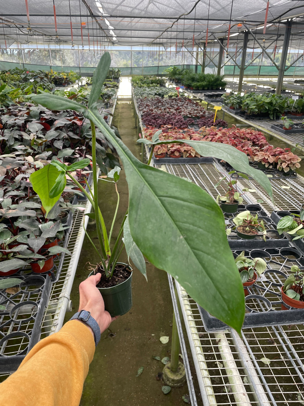 Philodendron 'Florida Bronze' | Indoor Plant | Tropical Plant