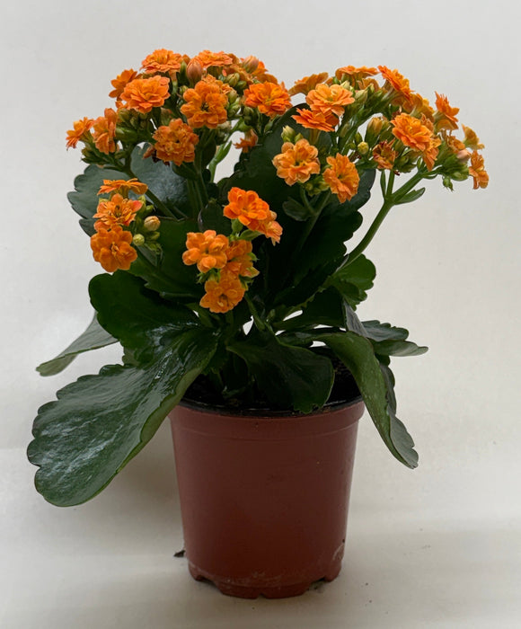 indoor flowering plant kalanchoe Kalanchoe | Indoor Plant | Tropical Plant | Potted Plant