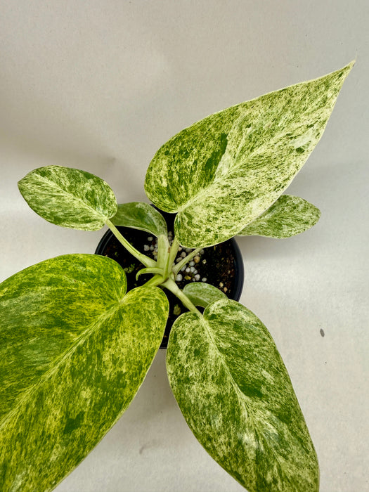 blizzard philodendron Philodendron 'Blizzard' | Indoor Plant | Tropical Plant