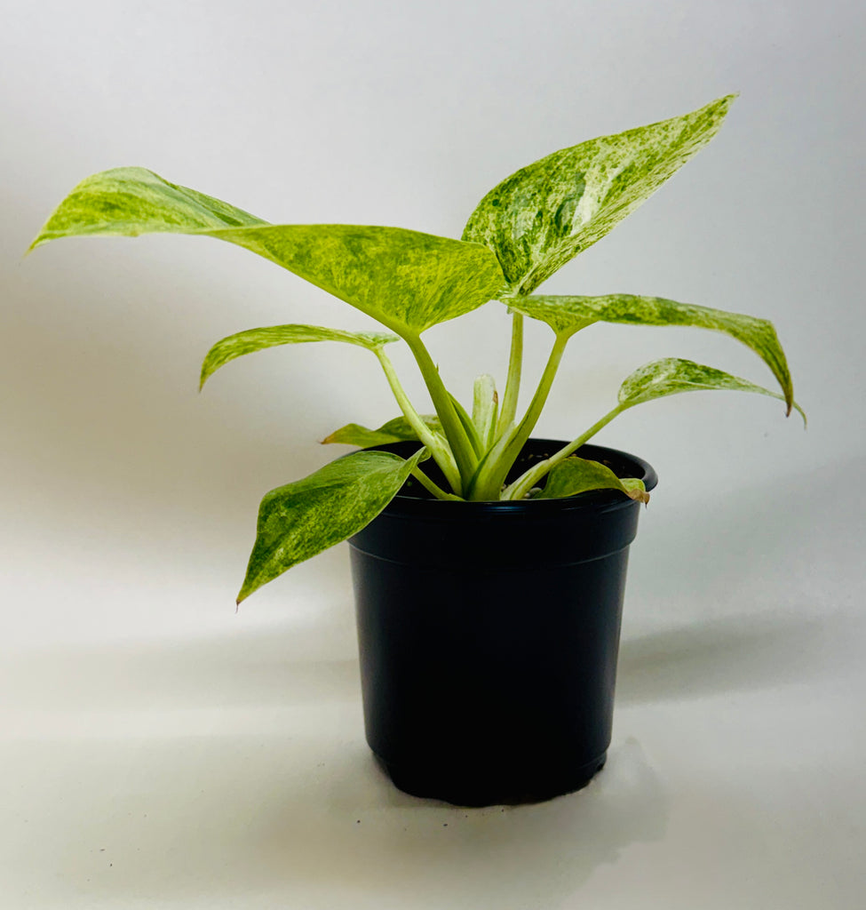 Philodendron 'Blizzard' | Indoor Plant | Tropical Plant