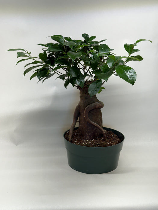 ginseng grafted ficus bonsai tree Ficus 'Ginseng'