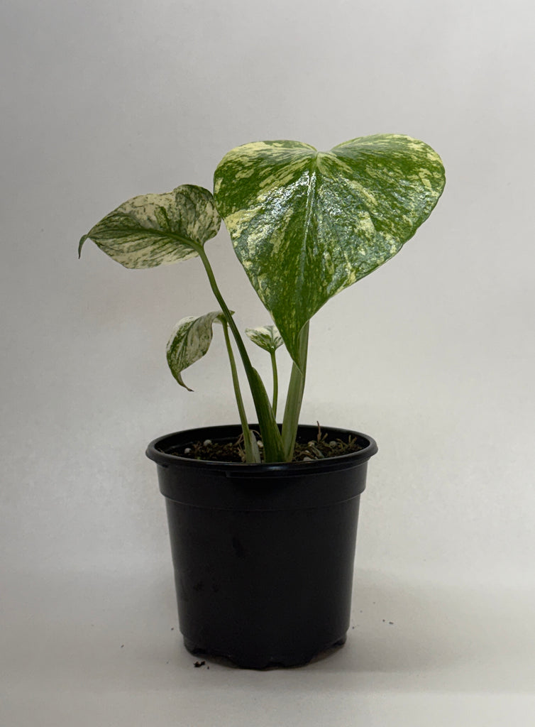 Monstera 'Mint' — House Plant Wholesale
