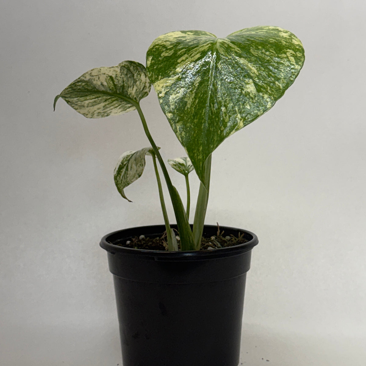 Monstera 'Mint' — House Plant Wholesale