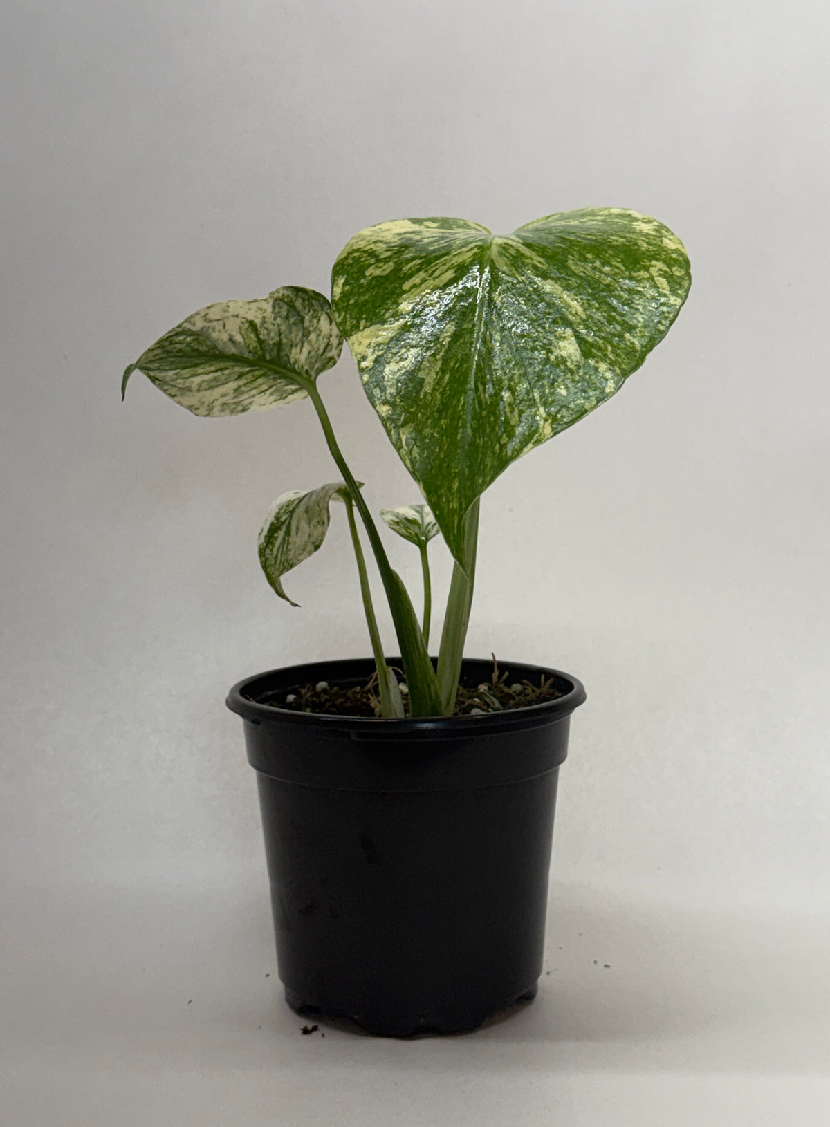 Monstera 'Mint' — House Plant Wholesale