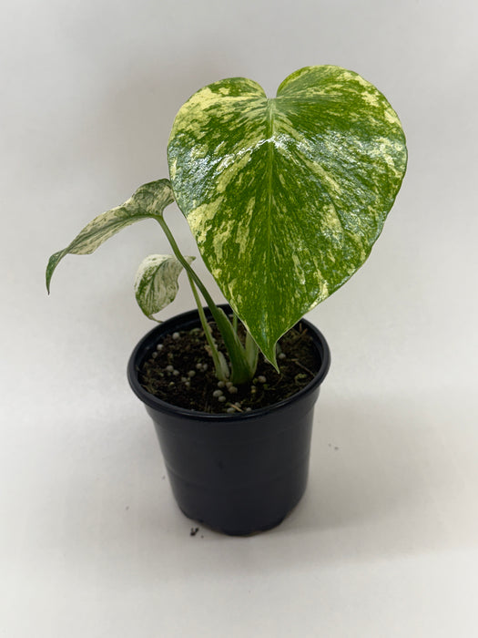 mint monstera for sale Monstera 'Mint' — House Plant Wholesale