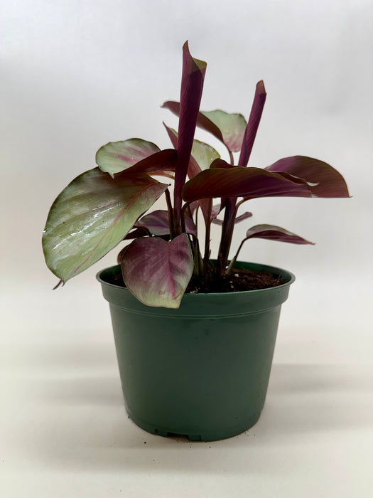 Calathea 'Silver Plate'