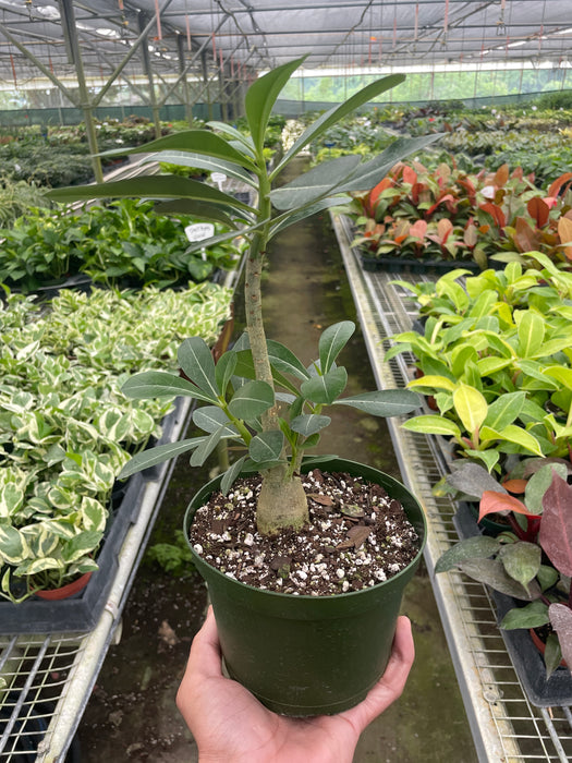 adenium succulent plants Succulent Adenium Obesum 'Desert Rose' — House Plant Wholesale