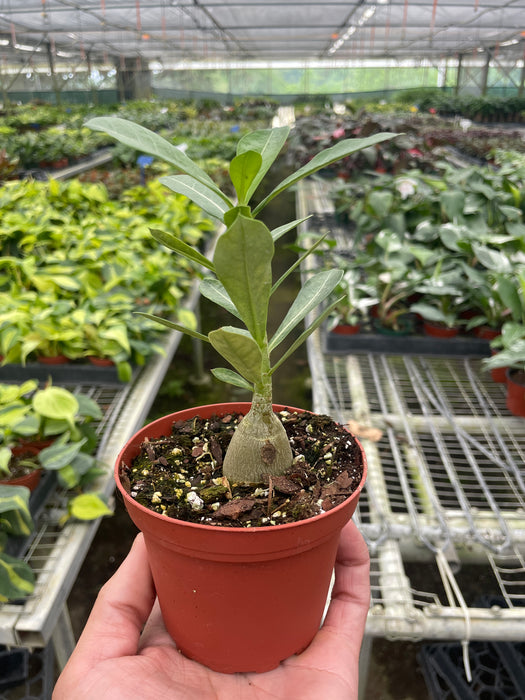 is adenium indoor plant Succulent Adenium Obesum 'Desert Rose' — House Plant Wholesale