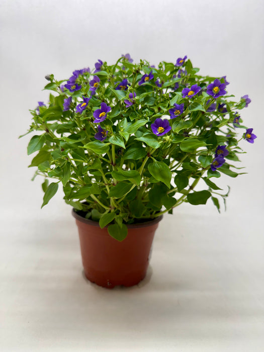 Exacum 'Persian Violet'