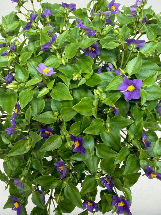 Exacum 'Persian Violet'