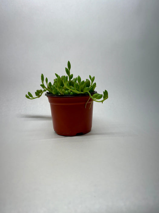 Succulent 'String of Watermelon'