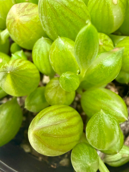 Succulent 'String of Watermelon'
