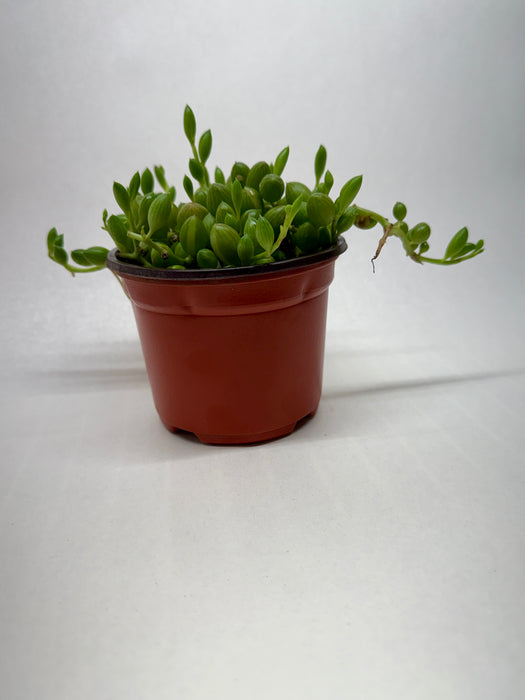 Succulent 'String of Watermelon'