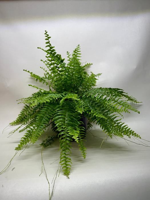 Boston Fern
