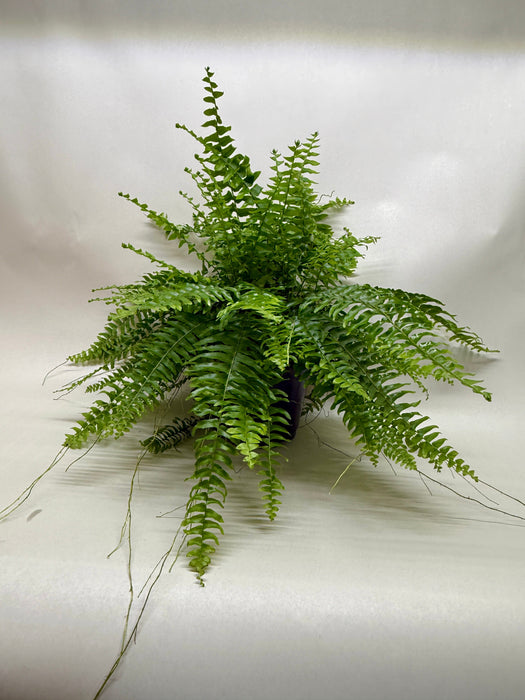 Boston Fern