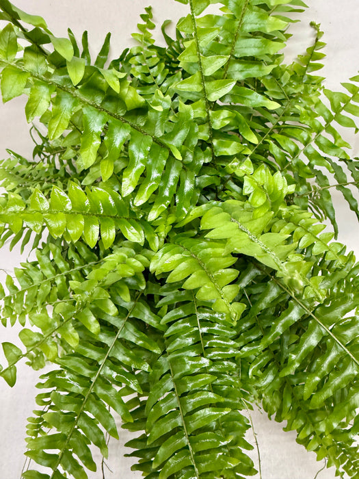 Boston Fern