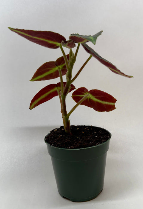 Begonia 'Listada'