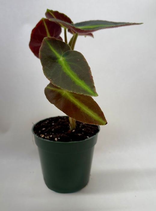 Begonia 'Listada'