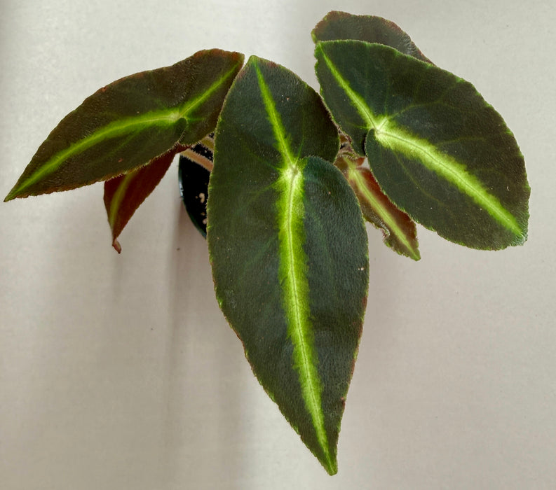Begonia 'Listada'