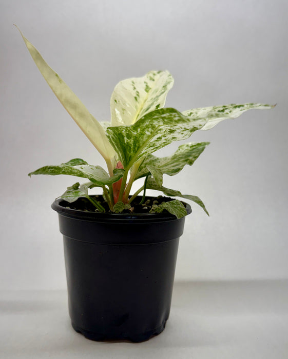 Anthurium 'Variegated Hookeri'
