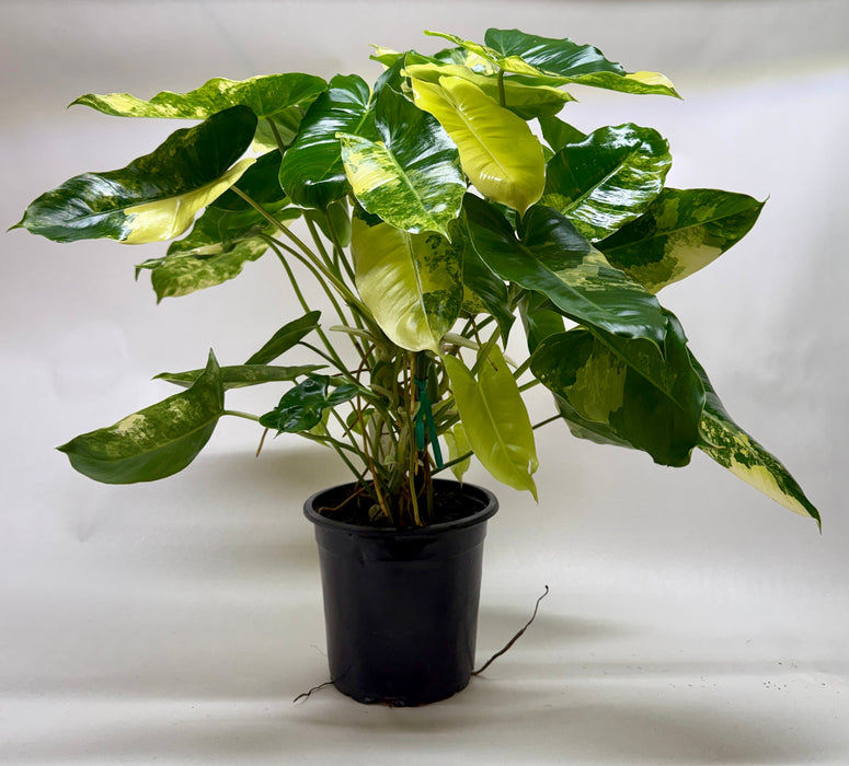 Philodendron 'Burle Marx Albo'