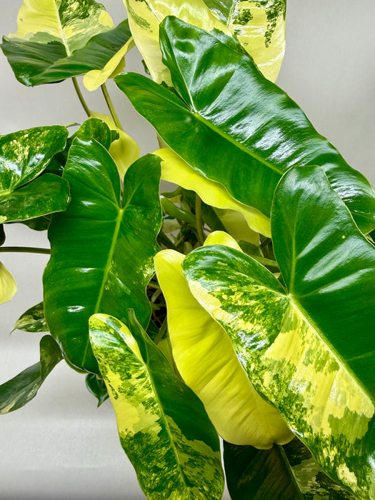 Philodendron 'Burle Marx Albo'