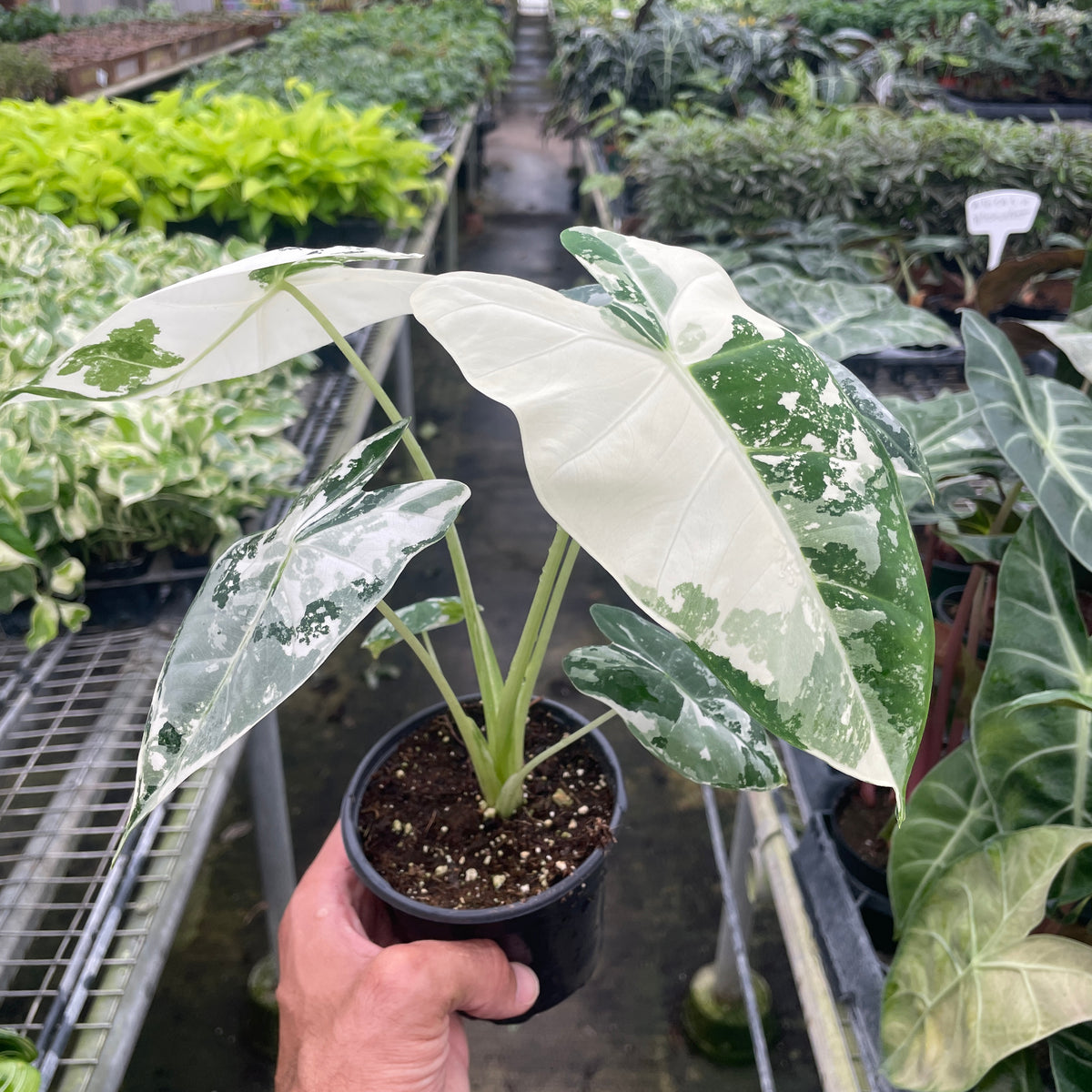 Alocasia Micholitziana 'Frydek' Variegated | House Plant Wholesale