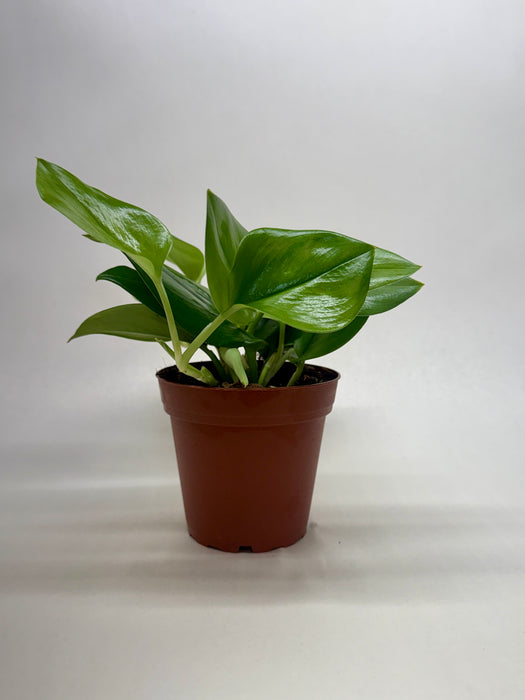 Scindapsus ‘Rubicon’