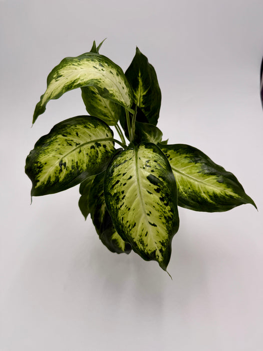 Dieffenbachia 'Carina'